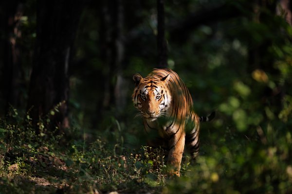 Behind The Leaves | Tiger Wall Art