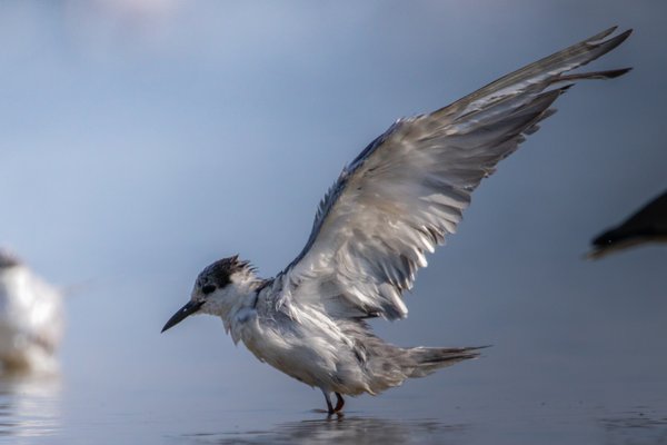 Grace Unfolded | Water Bird Photography