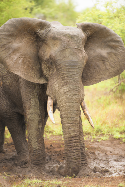 South African Elephant | Wildlife Photography Print