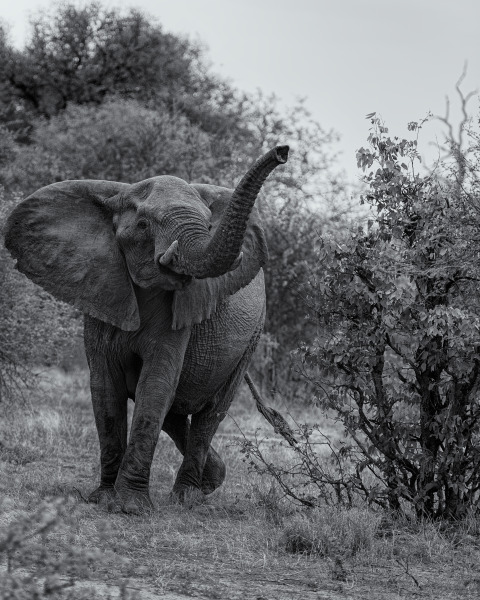 African Elephant Bow | Wildlife Wall Decor