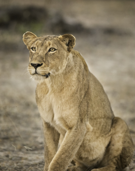 Lioness | Wildlife Home Decor