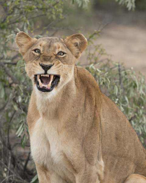 Roaring Lioness