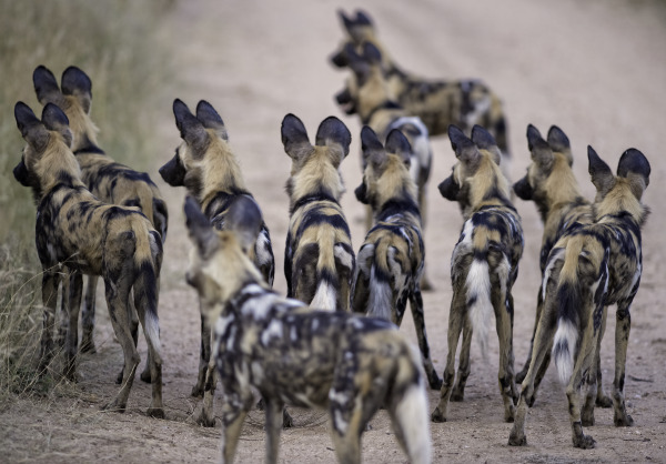 Pack Of Wild Dogs