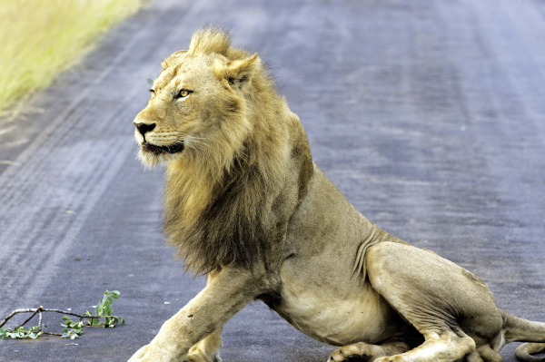 Lion | Photography Print