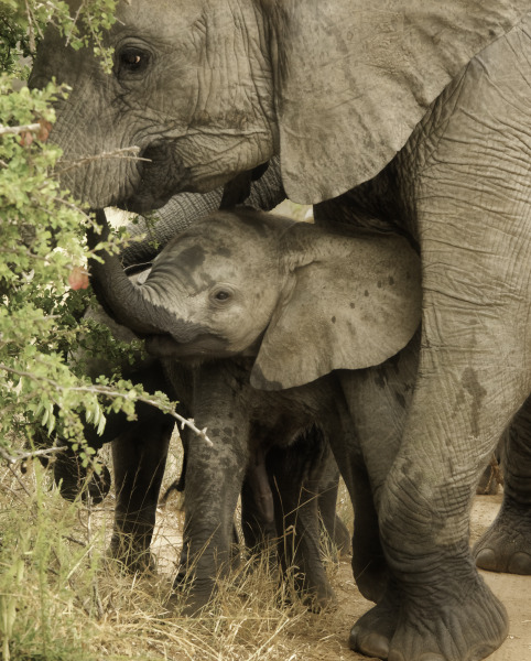 Protective Mother Elephant And Baby | Wildlife Photo Print
