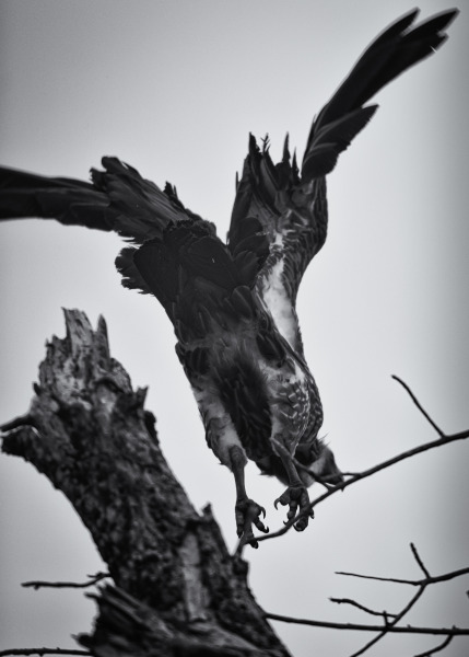 Wings Of Fire
