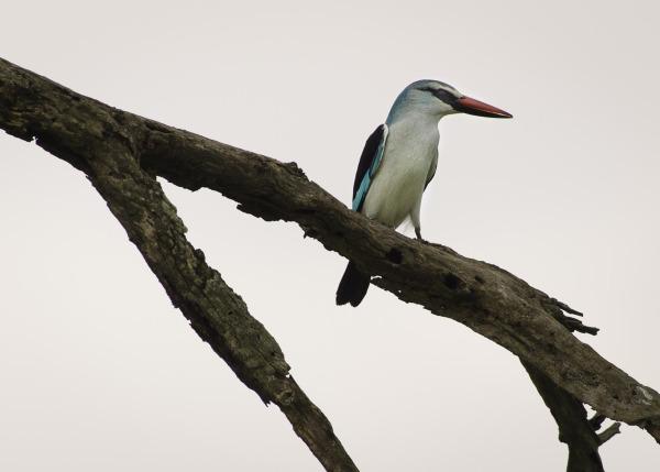 The Woodland Kingfisher