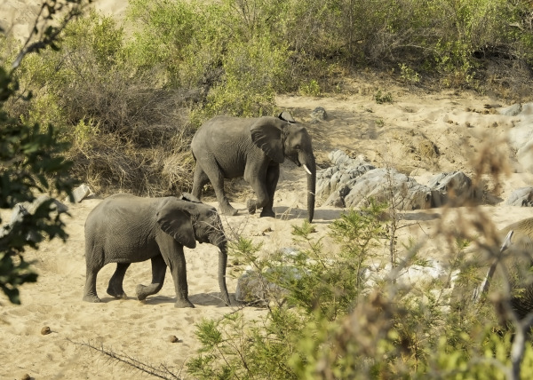 Pair Of Elephants