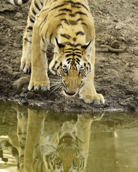 Tiger At A Waterhole