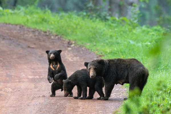 Family of Bears