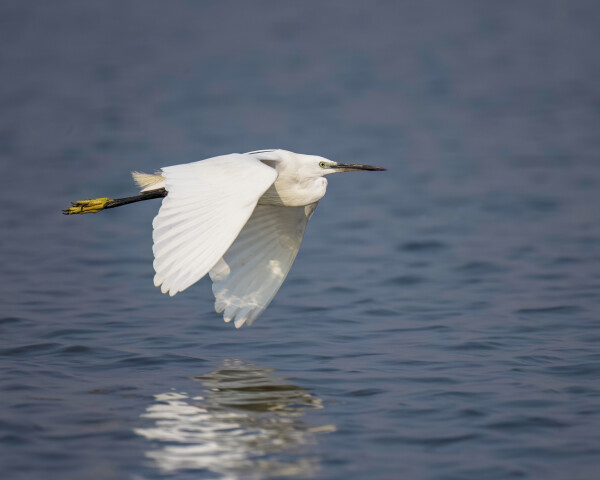 Little Egret