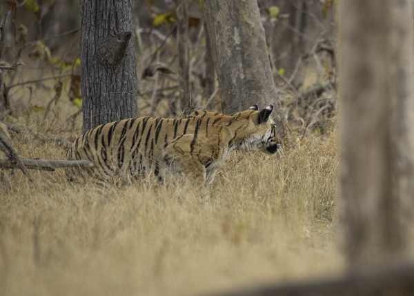 The Ferocious Elegance Of A Jungle Tiger