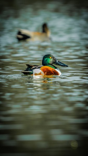 Diving Duck On Calm Waters | Wildlife Photography Print