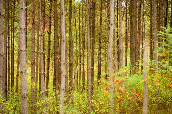Us Autumn Dense Forests