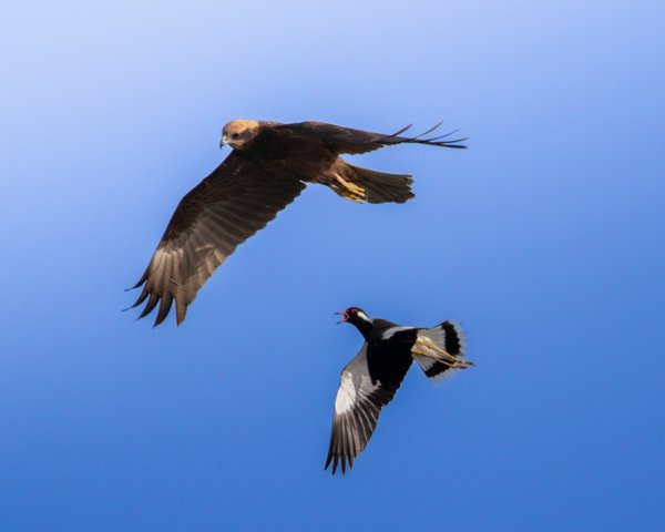 Aerial Standoff | Bird Photography Print