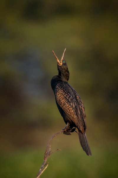 When Silence Finds A Voice | Bird Photography