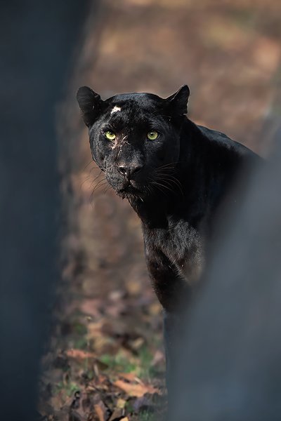 The Black Panther | Wildlife Home Decor