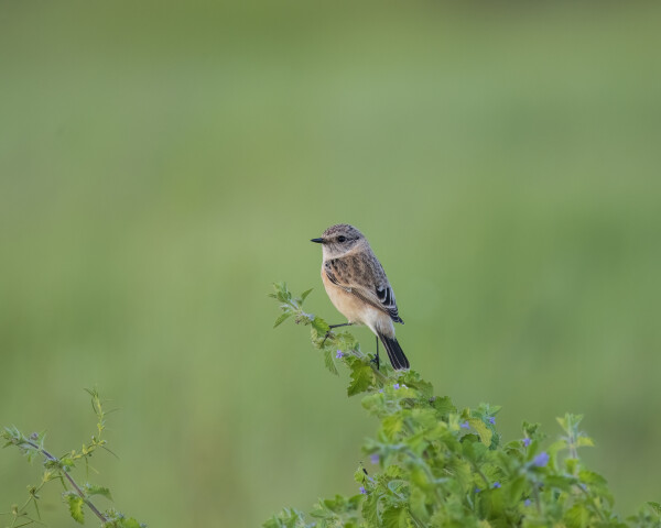 Pied Bushchat