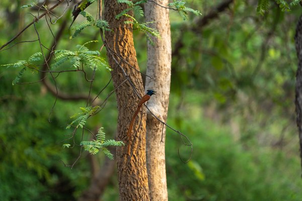 The Magnificent Asian Paradise Flycatcher | Bird Home Decor