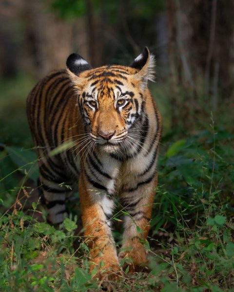Majestic Tiger On A Forest Trail | Wildlife Wall Art Print