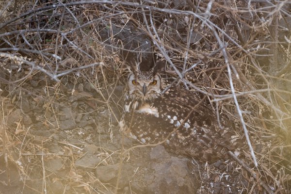The Silent Guardian Of Sahyadri | Wildlife Photography