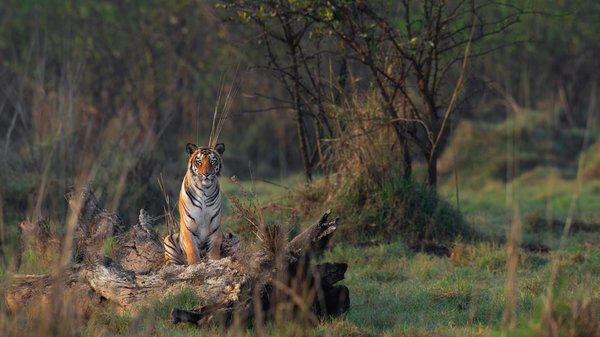 Lone In The Wild | Tiger Photography