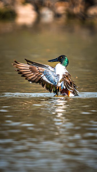 Waterfowl Taking Flight | Wildlife Photography Print