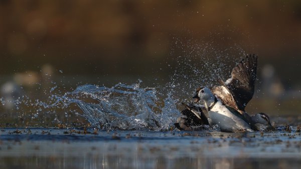 Aquatic Clash | Aquatic Bird Photography