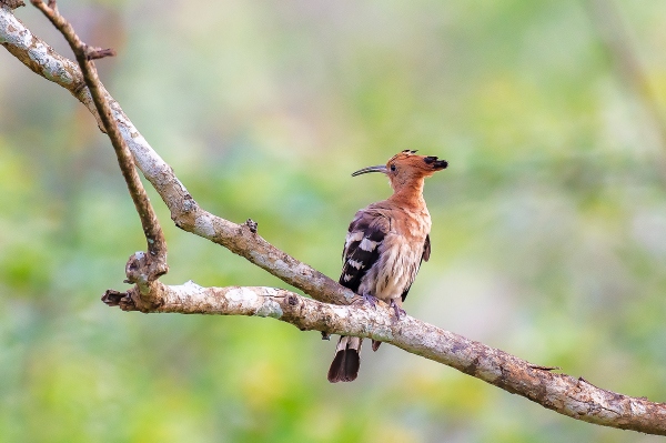 Hoopoe