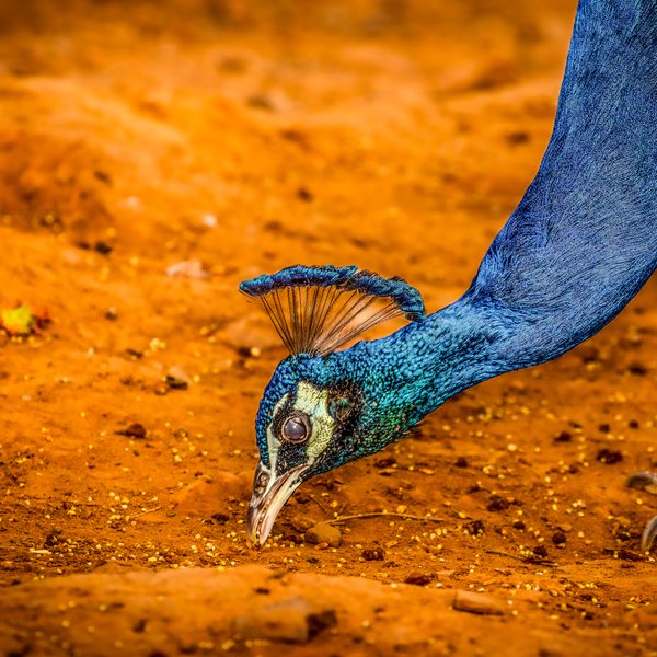 Indian Peafowl Foraging On Ground | Nature Photography Print