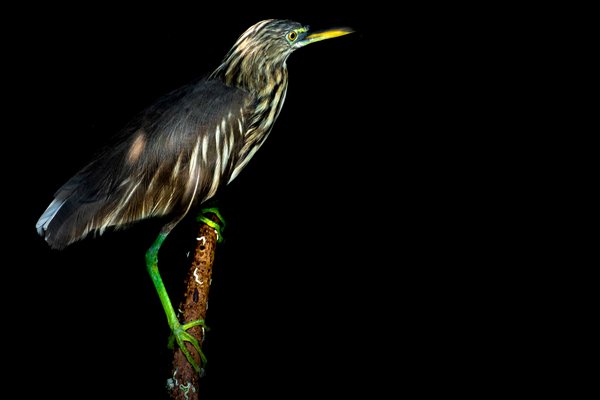 Heron On A Mossy Perch | Bird Photography Print