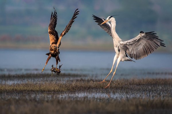 Survival Of The Fittest | Wildlife Wall Decor