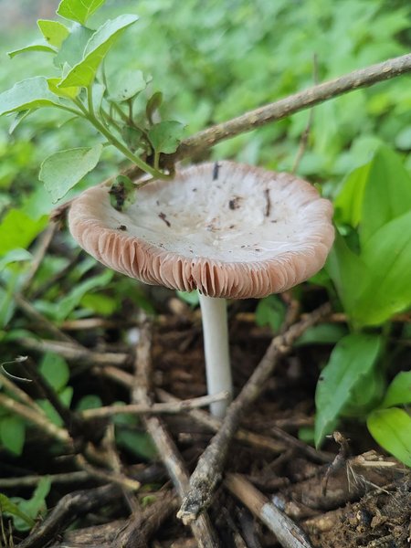 Mushroom Bloom | Nature Photography