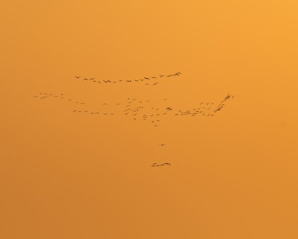 Flock Across Amber Skies | Migratory Bird Flight