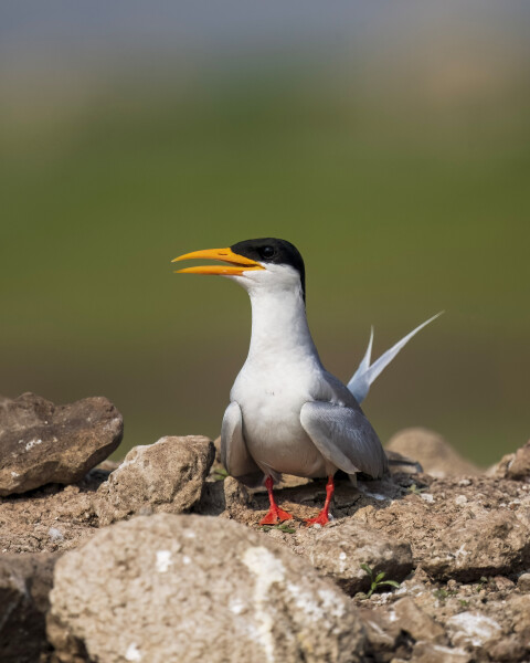 Black-bellied Tern