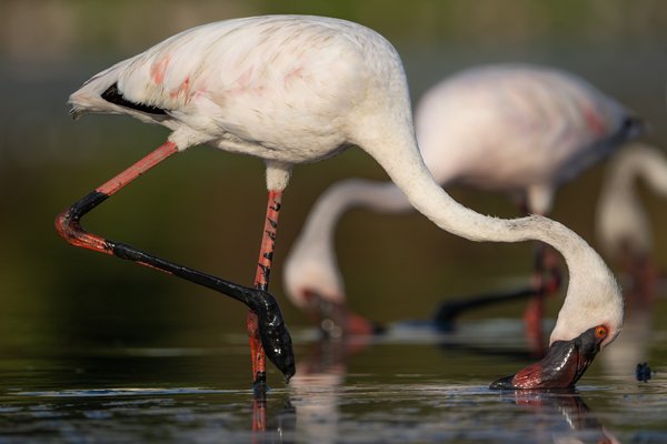 Wings Of Wonder | Wildlife Photo