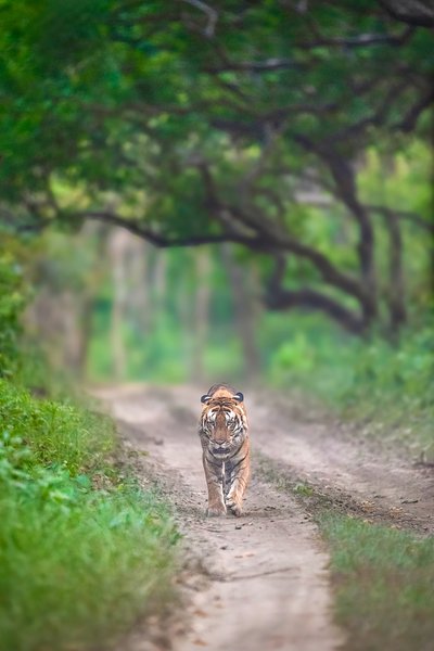 The Keeper Of Green Silence | Wildlife Photography