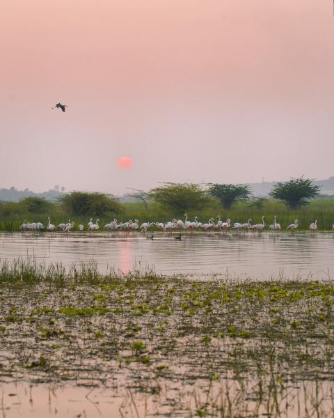 Annual Visitors Of Bhigwan