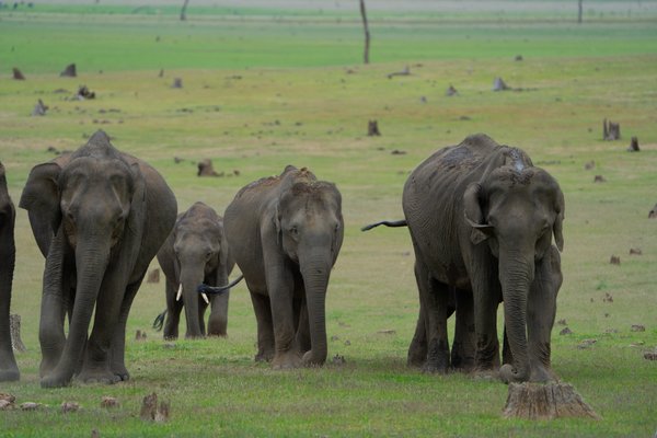 Nature Knows No Boundaries | Wildlife Photography