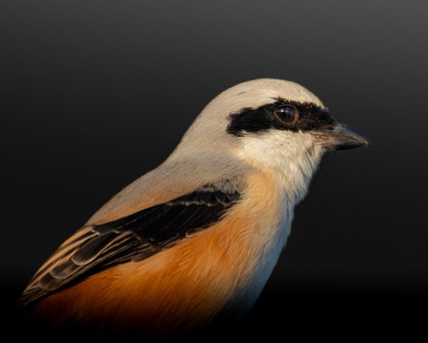 Silent Profile | Birds Wall Decor